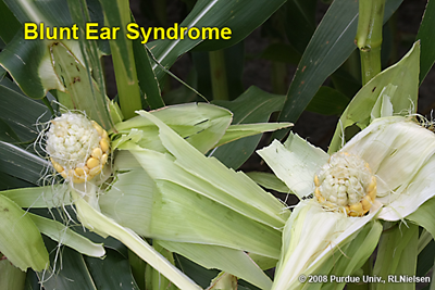blunt ear syndrom