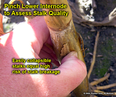 pinch lower internode to assess stalk quality