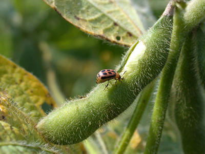 bean leaf beetle feeding on pod