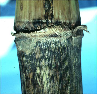 symptoms of anthracnose stalk rot