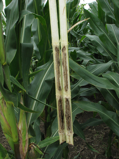 internal discoloration and degradation of ith due to anthracnose stalk rot
