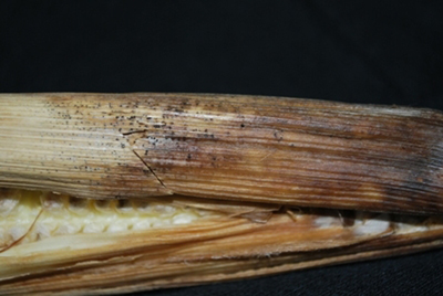 corn hust infected with diplodia ear rot