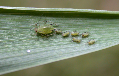 english grain aphi adult and nymphs on wheat leaf