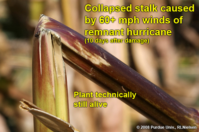 collapsed stalk caused by 60+ mph winds of remnant hurricane