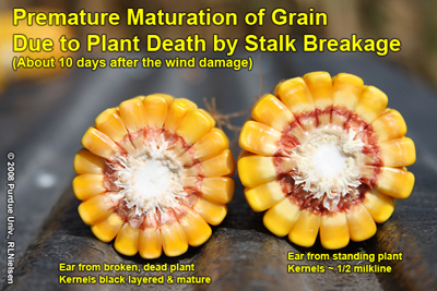 Premature maturation of grain due to plant death by stalk breakage