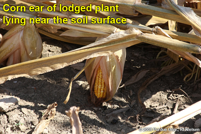 corn ear of lodged plant lying near the soil surface