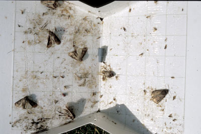 Pheromone trap bottom with captured black cutworm moths