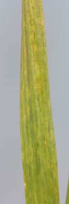 Severe mosaic on a susceptible variety of wheat