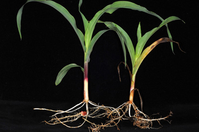 healthy corn plant (left) and corn plant infested iwth needle nematodes (right)