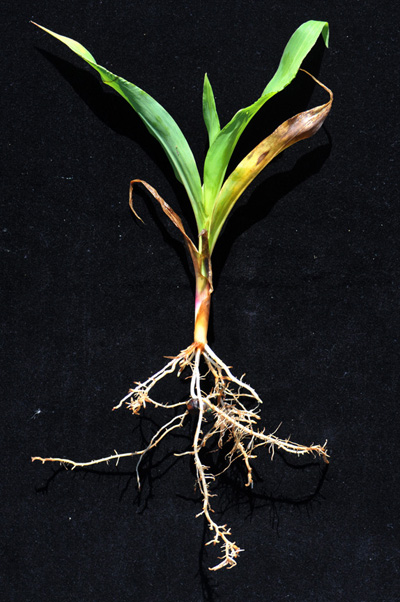 Above and below ground symptoms of Needle nematode infested corn plant.