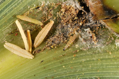 Key identification characteristics of the western bean cutworm moth.