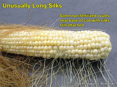 unusually long silks some non-fertilized ovules near ase of cob with silks still attached