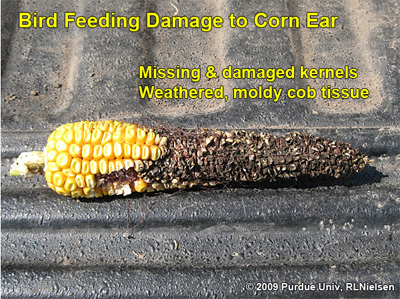 bird feeding damage to corn ear - missing and damaged kernels weathered moldy cob tissue