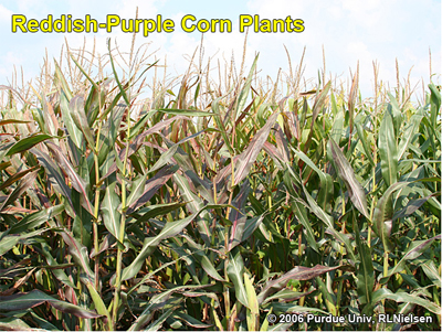 reddish-purple corn plants