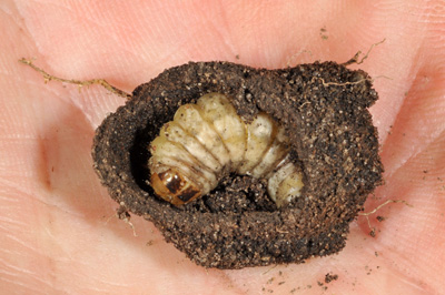 western bean cutworm pre-pupa within its earthern cell