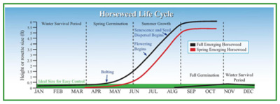 horseweed life cycle
