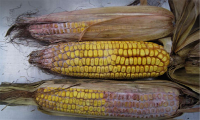 Figure 1. Gibberella ear rot on corn