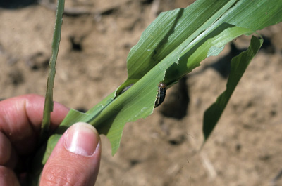 Armyworm revealed after unrolling damaged leaves