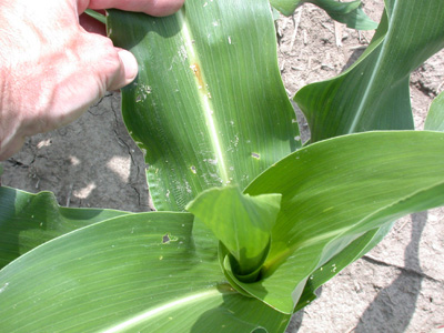 Corn borer mid-rib damage