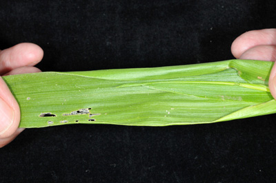 Window pane feeding scars from early instar corn earworm