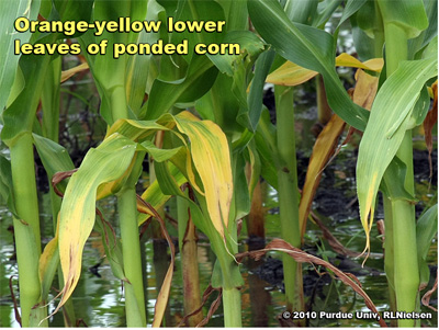 Orange-yellow leaves; typical symptom related to root death by drowning