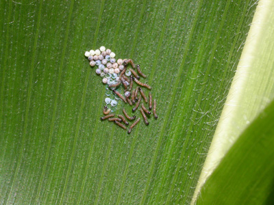 Hatching western bean cutworm larvae (Photo Credit: Jeff Nagel, Ceres Solutions)