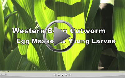video on Western Bean Cutworm Egg Mass and Young Larvae