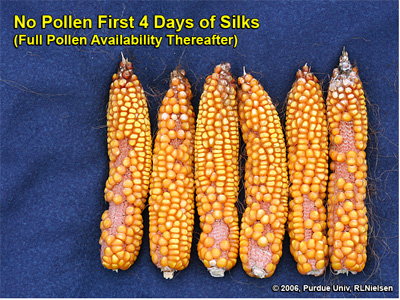 Kernel set on ears where pollination was prevented for 4 days after first silk emergence, then allowed to proceed without interference
