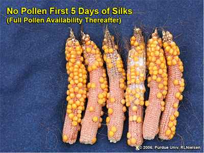 Kernel set on ears where pollination was prevented for 5 days after first silk emergence, then allowed to proceed without intereference