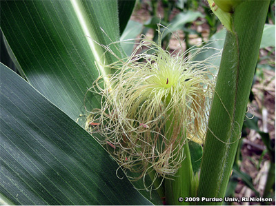 Silk emergence on an ear of corn