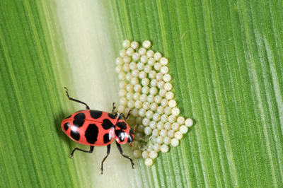 Lady beetle devouring an egg mass