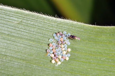 Tiny parasitic wasp on egg mass