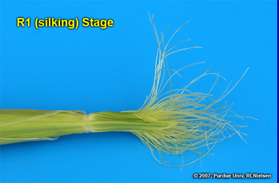 Appearance of silks at growth stage R