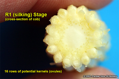 Cross-section of cob at growth stage R1