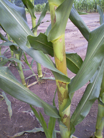 Figure 1. Tan, water-soaked lesions on leaf sheaths and stalks typical of bacterial stalk rot of corn (Picture courtesy Brian Willard) 