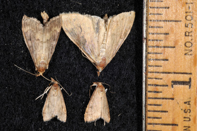 European corn borer (top) compared to celery leaf-tier (bottom) moths