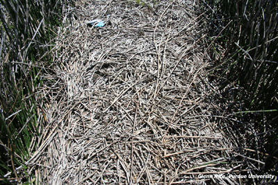 Figure 6. Habitat applied in the fall showing no regrowth. Picture take 200 days after fall applications.