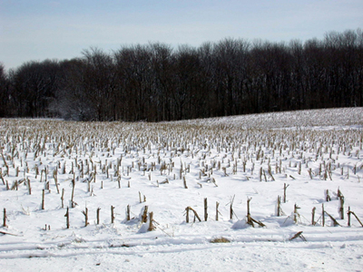 length and depth of snow cover often determines the corn flea beetle's overwintering success