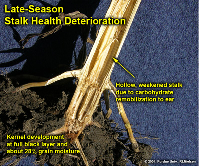 Late-season stalk health deterioration