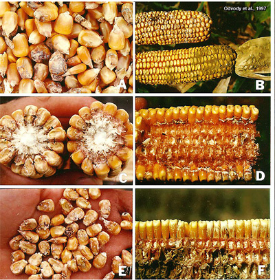 Silk cut symptoms on a commercial corn hybrid grown in Corpus Christi, Texas (<em>Odvody, et.al., 1997</em>)