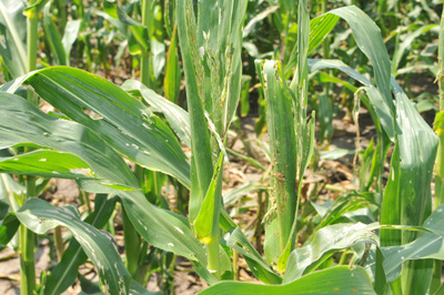Whorl stage corn riddled by fall armyworm
