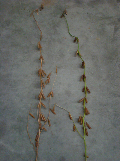 Figure 1. Two soybean plants growing side-by-side in the field. Plant on the left has mature pods and mature stem; whereas, the plant on the right has mature pods and green stem (green-stem syndrome)