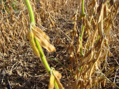 Figure 3. Arrested seed fill (upper pods) contributed to the green stem even iwth mature pods