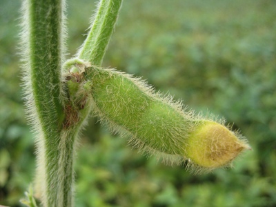 Figure 2.  Soyean seed was aborted due to drought stress