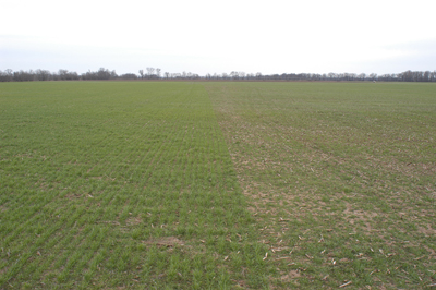 Test plots showing resistance and susceptible wheat