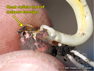 Dead radicle root on a delayed emerger seedling