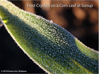 Frost crystals on a corn leaf at sunu