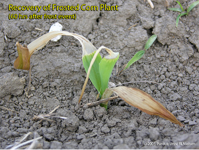 Recovery of frosted corn pant (60 hours after frost event)