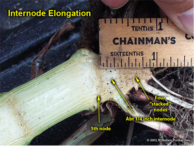 Internode elongation between fourth and fifth nodes of a corn plant