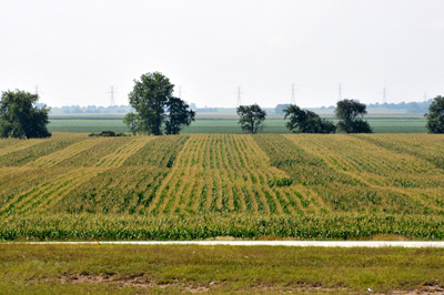 Is the refuge corn protected from rootworm?
